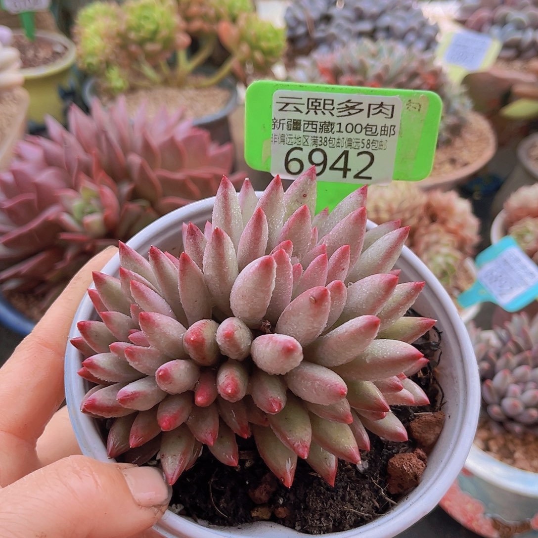 6942虞美人。