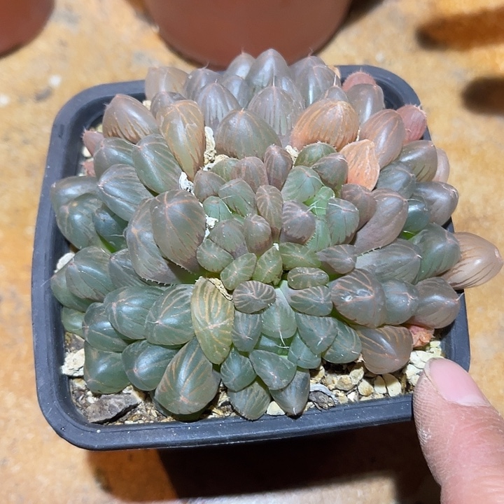 满38包邮2天凑单，脱土晾根发货多肉植物