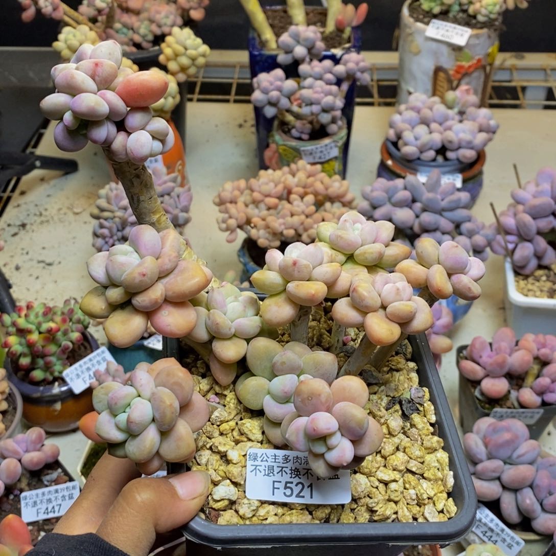 521樱花洛神多肉有断枝