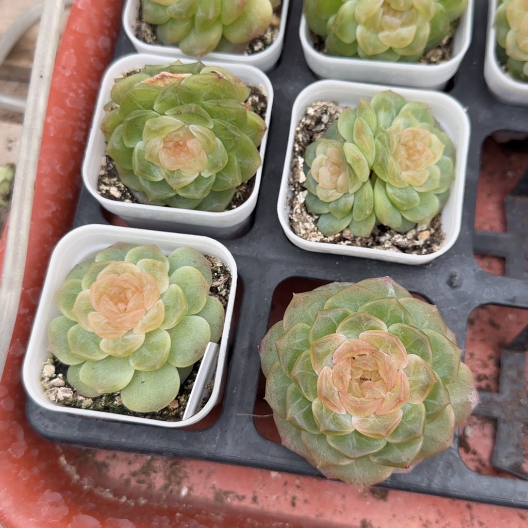 无尽灯盆灯下桌上一个满25包邮