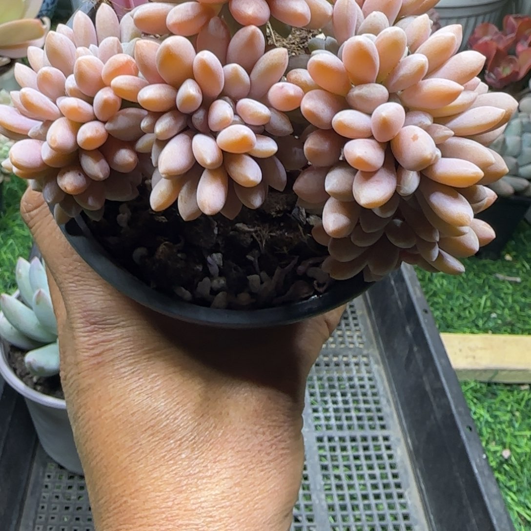 锦安精品多肉植物编号260