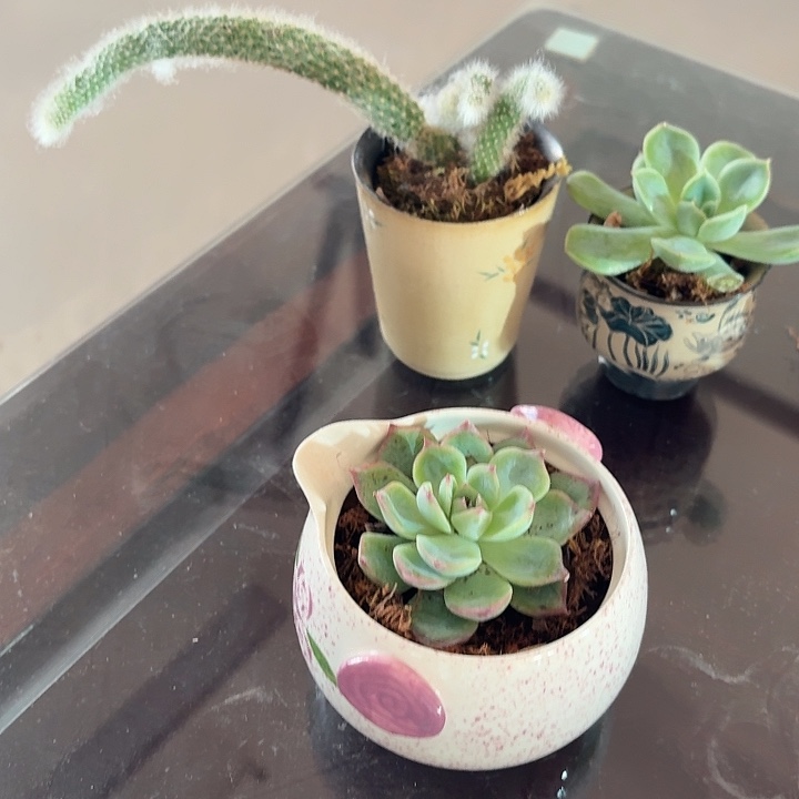 哦佛 了了了哭考察考察两次李长春咯