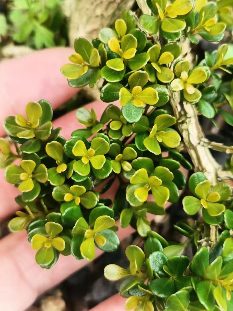 凤凰山米叶黄杨特色绿植(一物一拍)