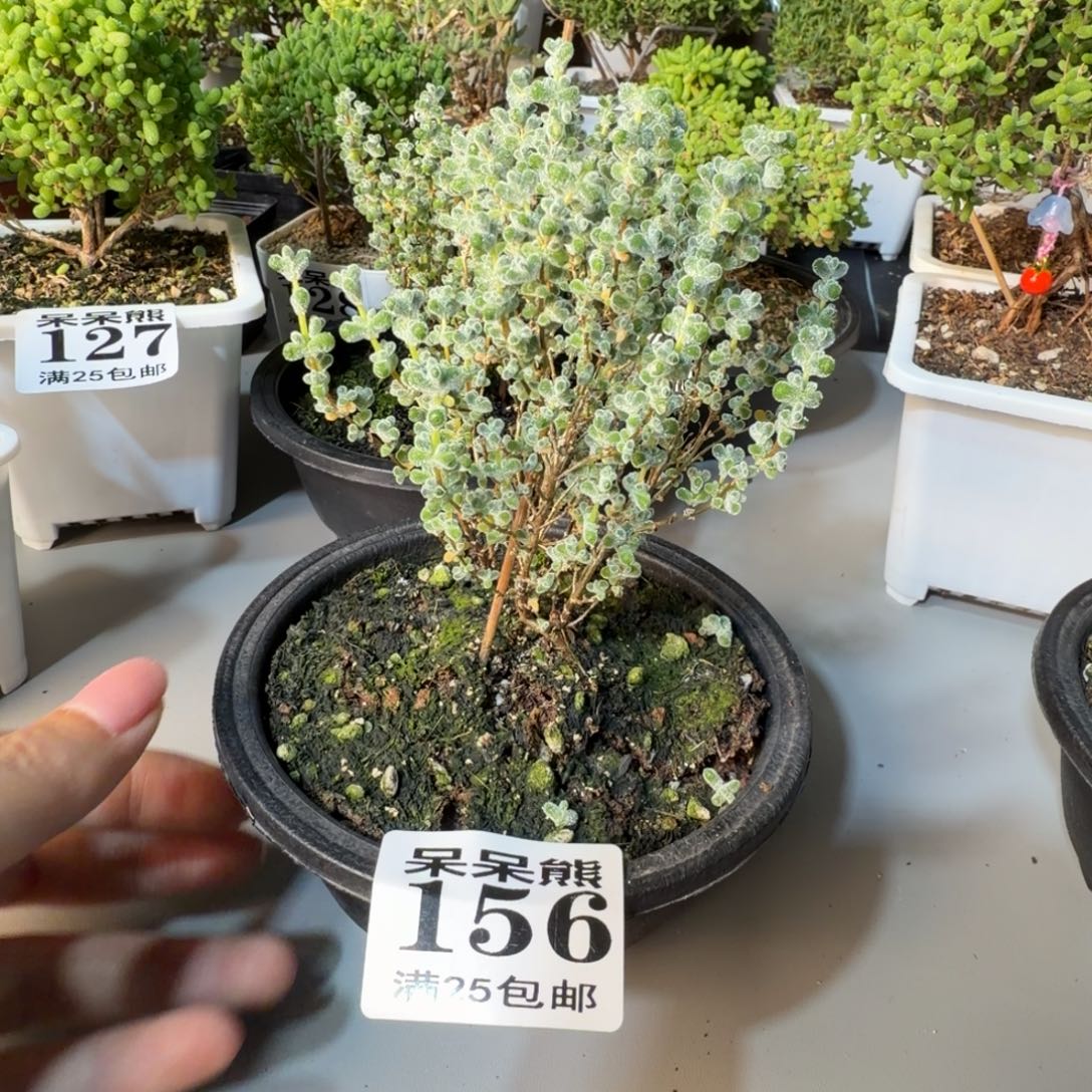 不***6闪电购花卉园艺156