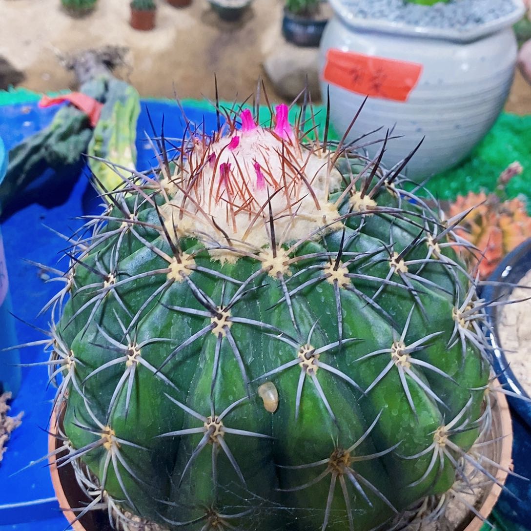 无花朵卷云冠幅带刺18公分以上