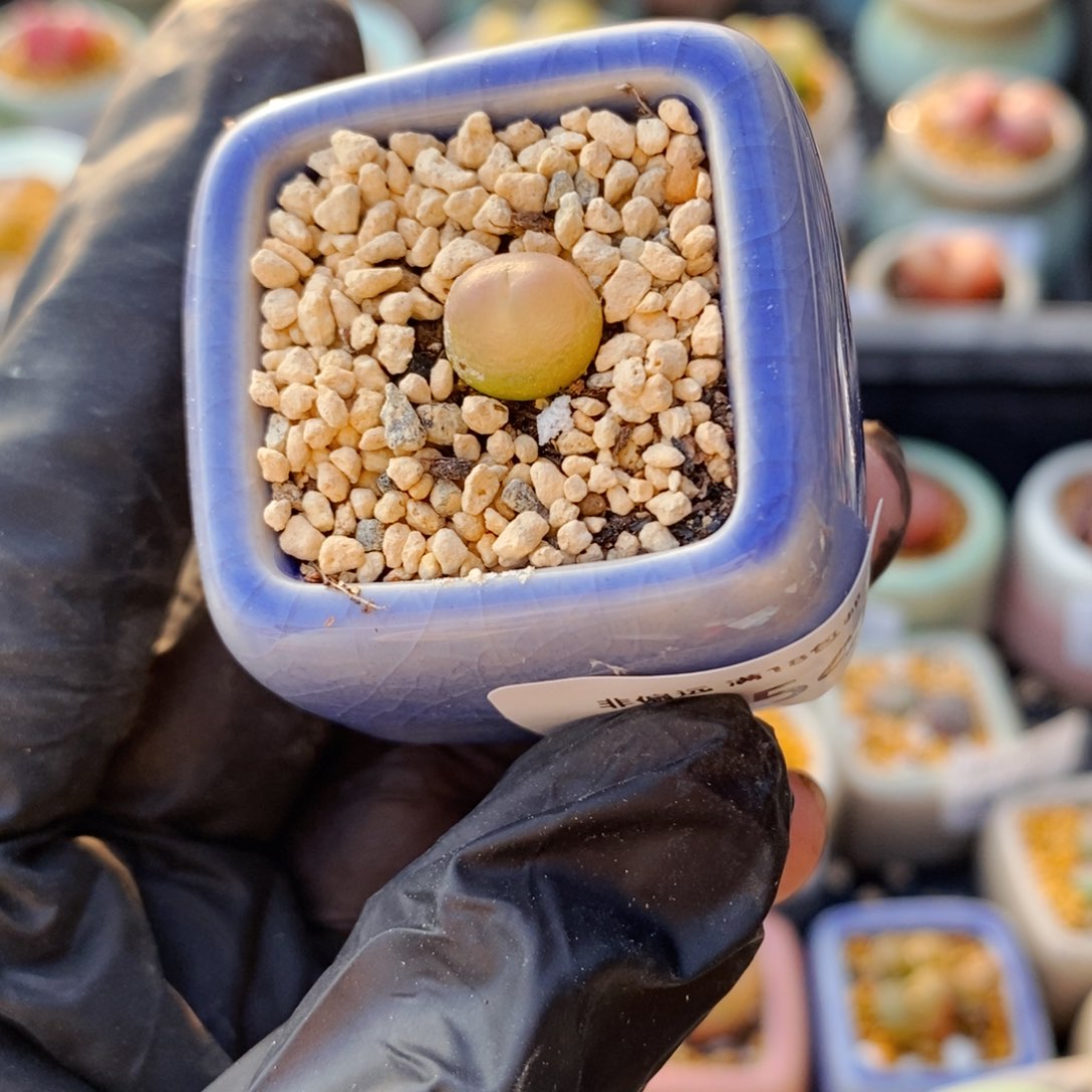 4654-一物一拍 带盆