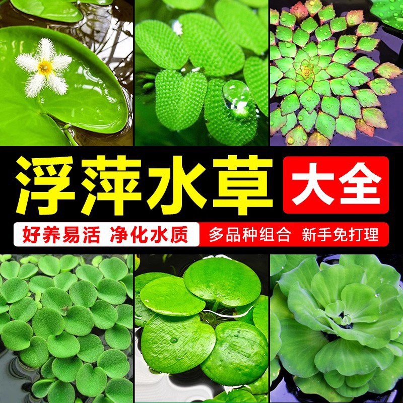 水草大全植物鱼缸造景水培一叶莲水芙蓉水葫芦睡莲净水草场发
