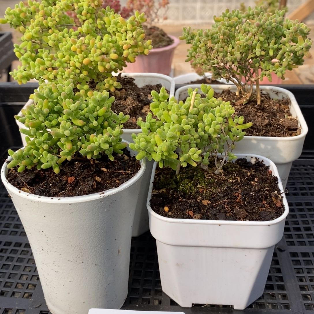 枝干蜜桔糖球来咯459