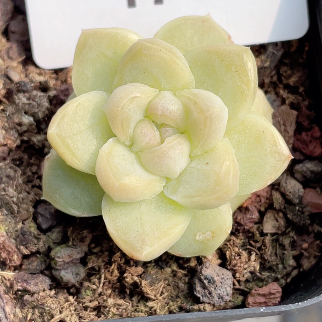 174号糖心冰心珍妮