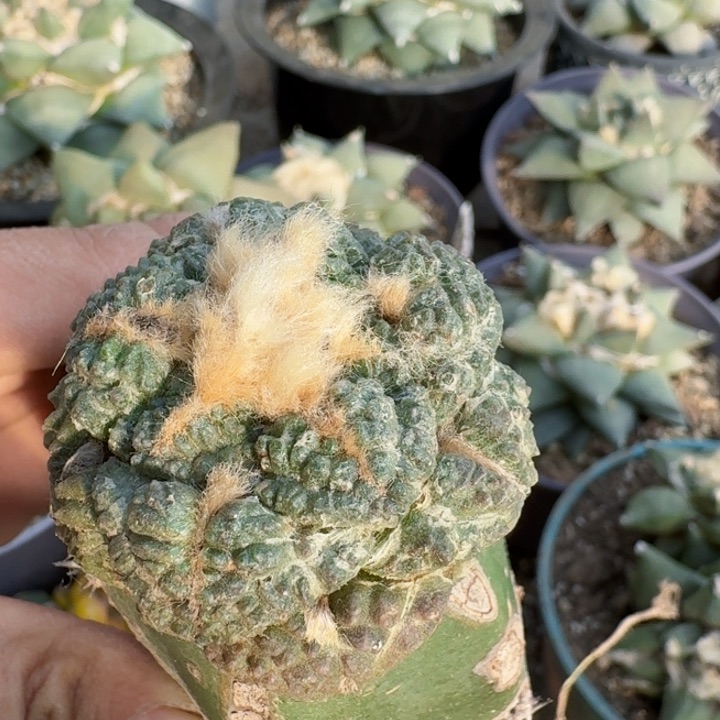 0791连山牡丹仙人球