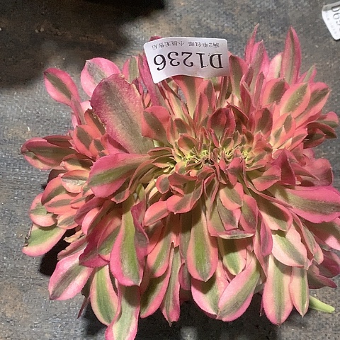 1236鲸落多肉法师