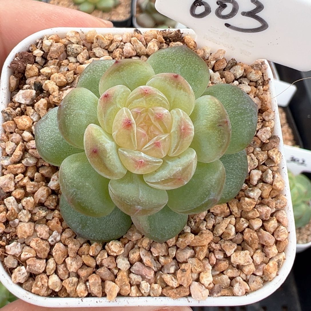 603号清梦 晗雨多肉