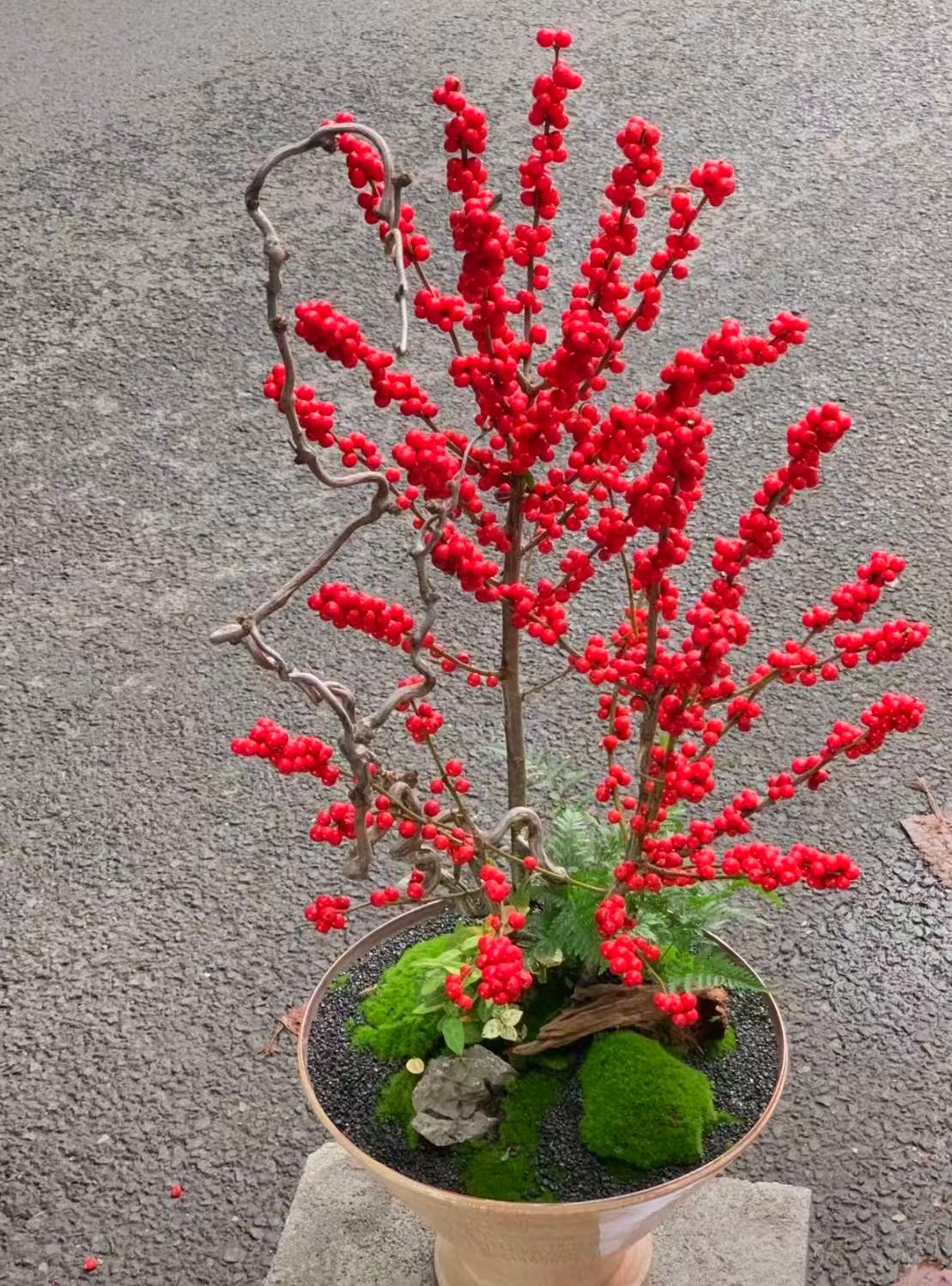 北美冬青红果果高端桌面款好养活（轻微落果正常不售后介意勿拍）