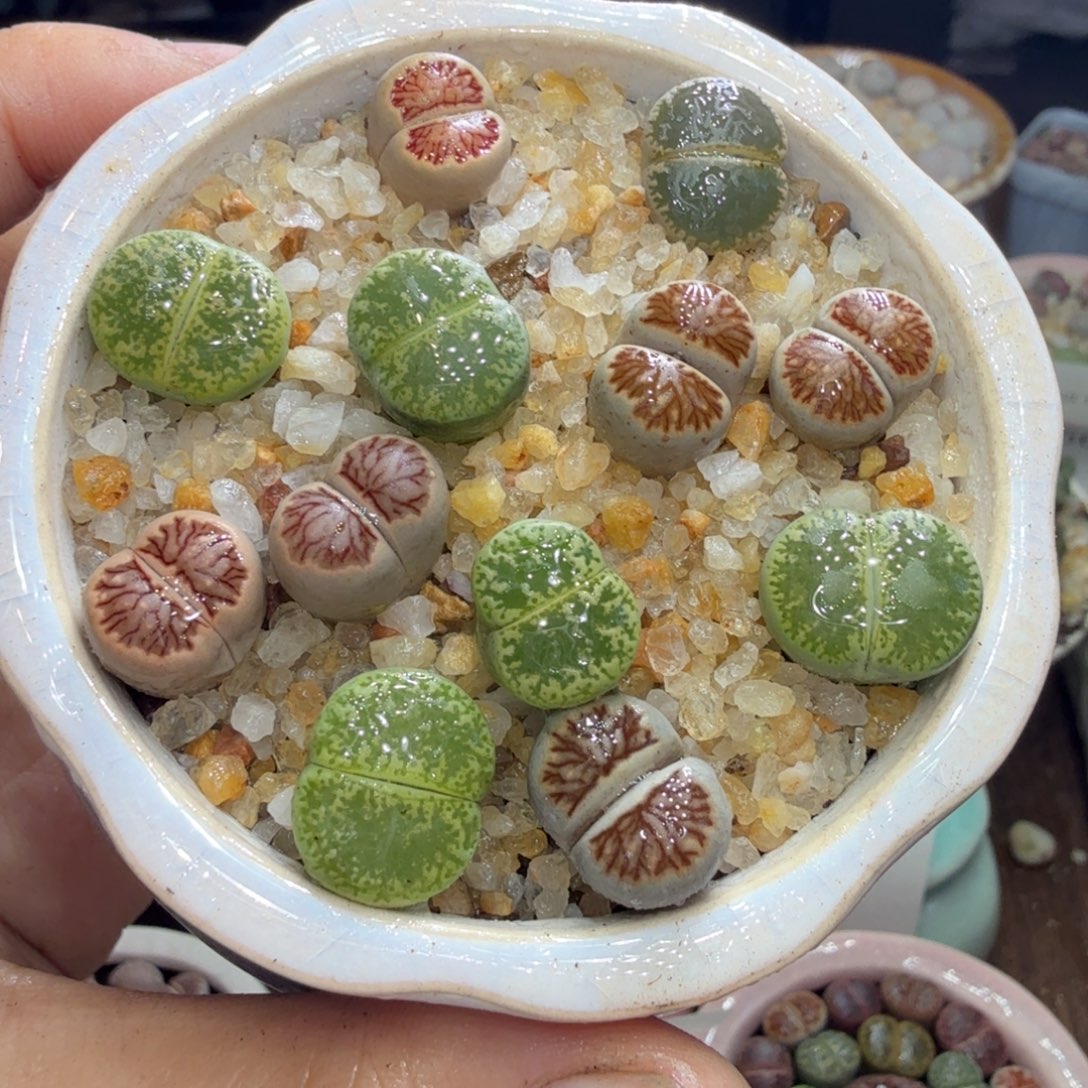 多肉开播福利冲冲冲618