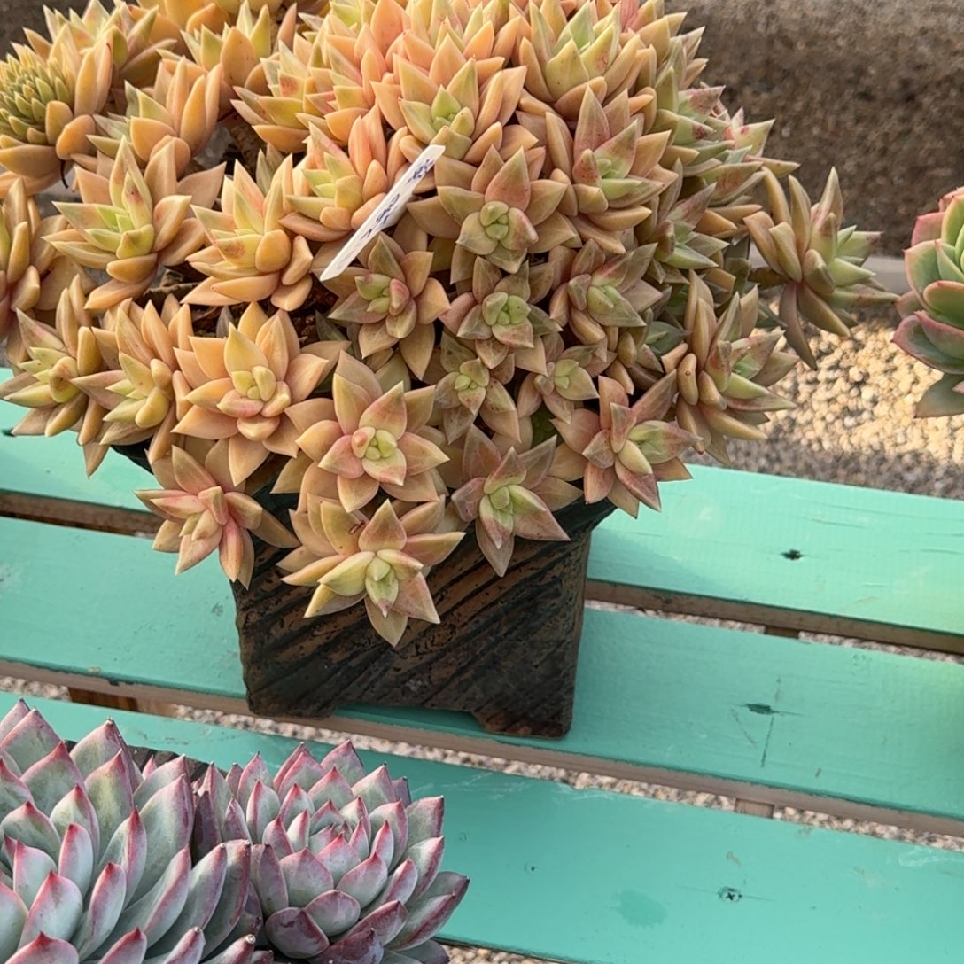 妮***肉黄金表丽娜精品老桩