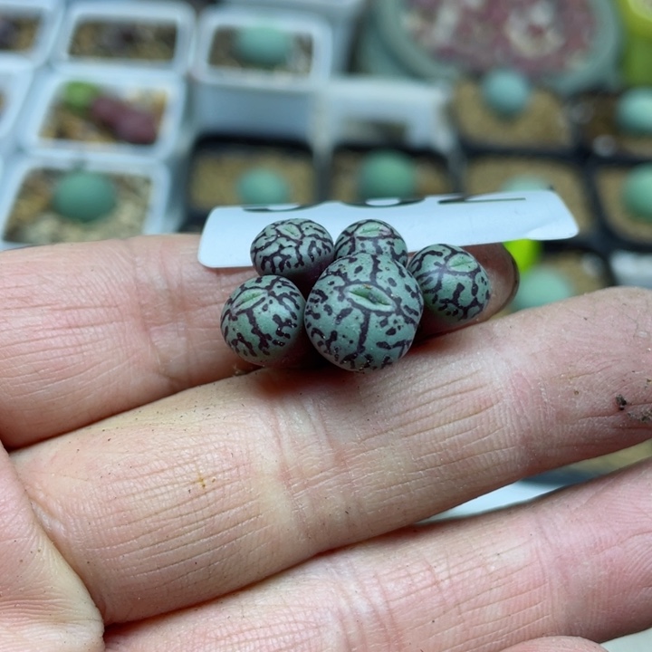 不****一962超墨rr714零下拍保温