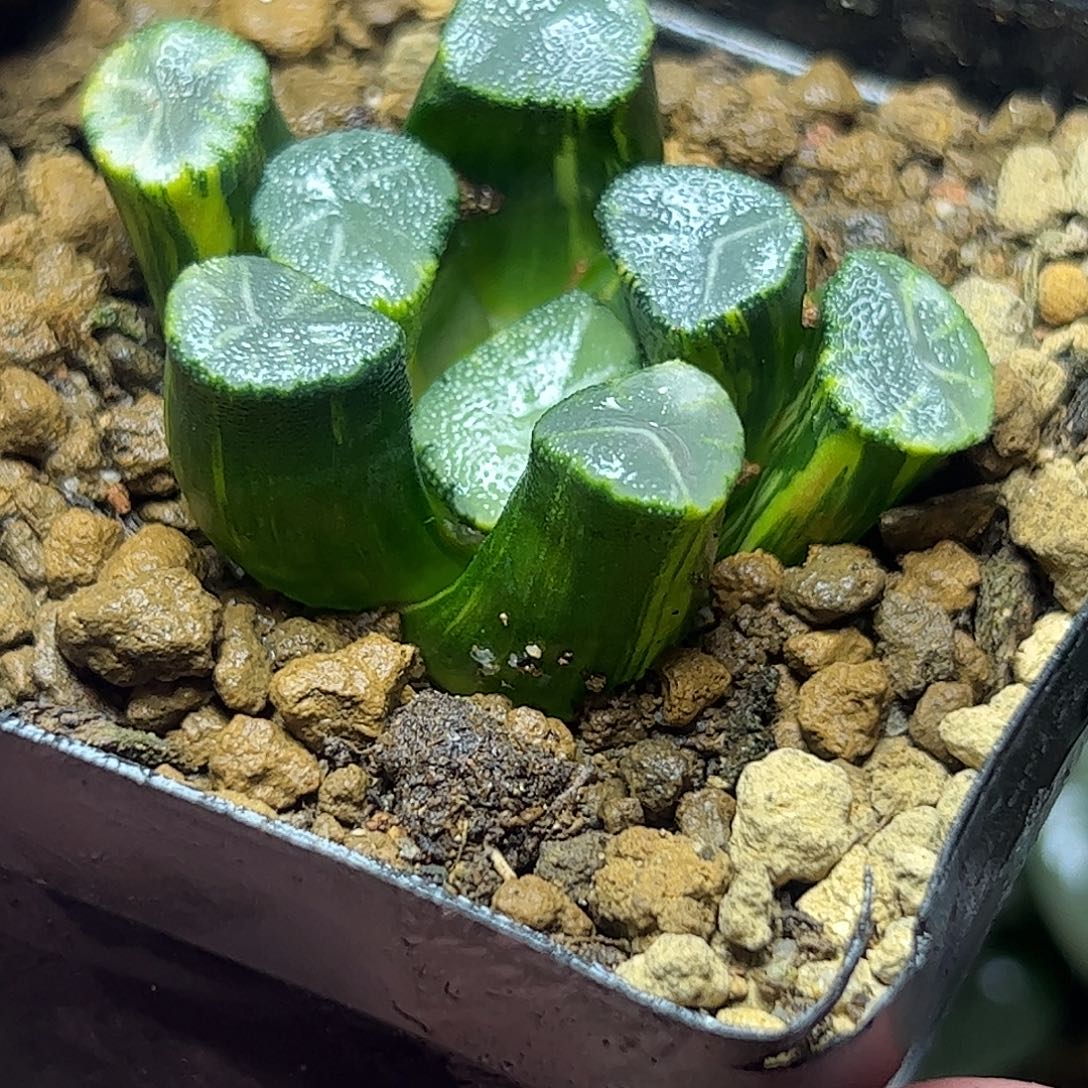 白妙实生锦十二卷多肉