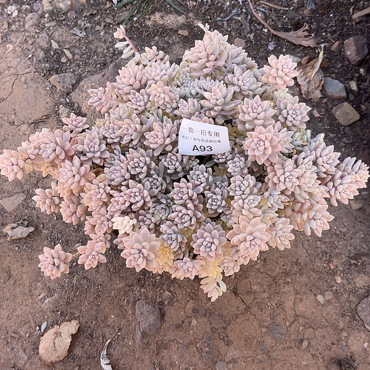 姬秋丽锦，一物一拍，小损不包