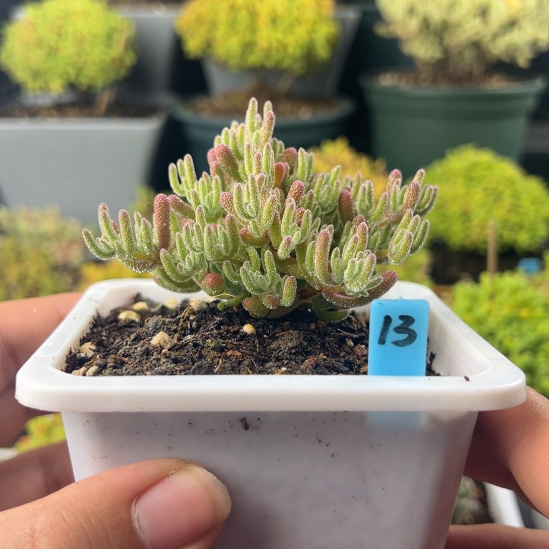 枝干番杏冰晶杂冰橙