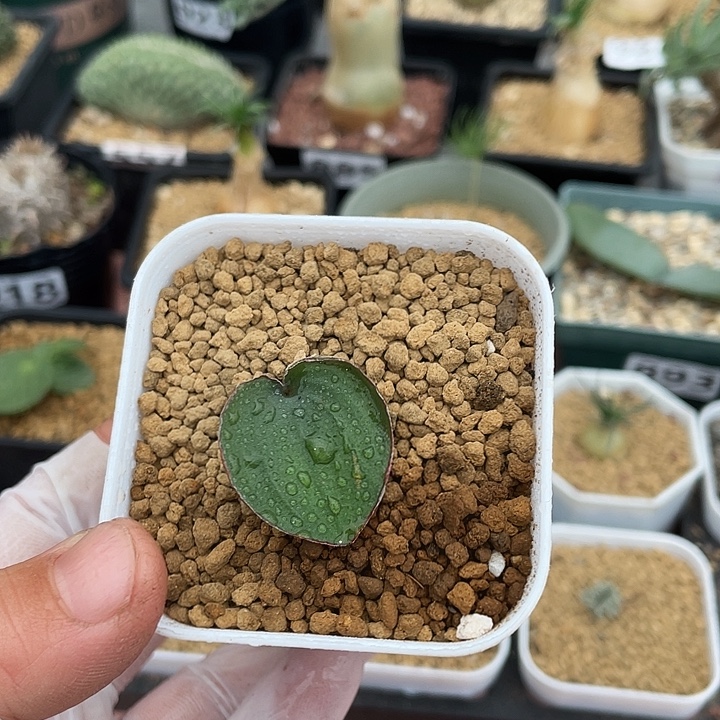 028红边爱心雾冰玉