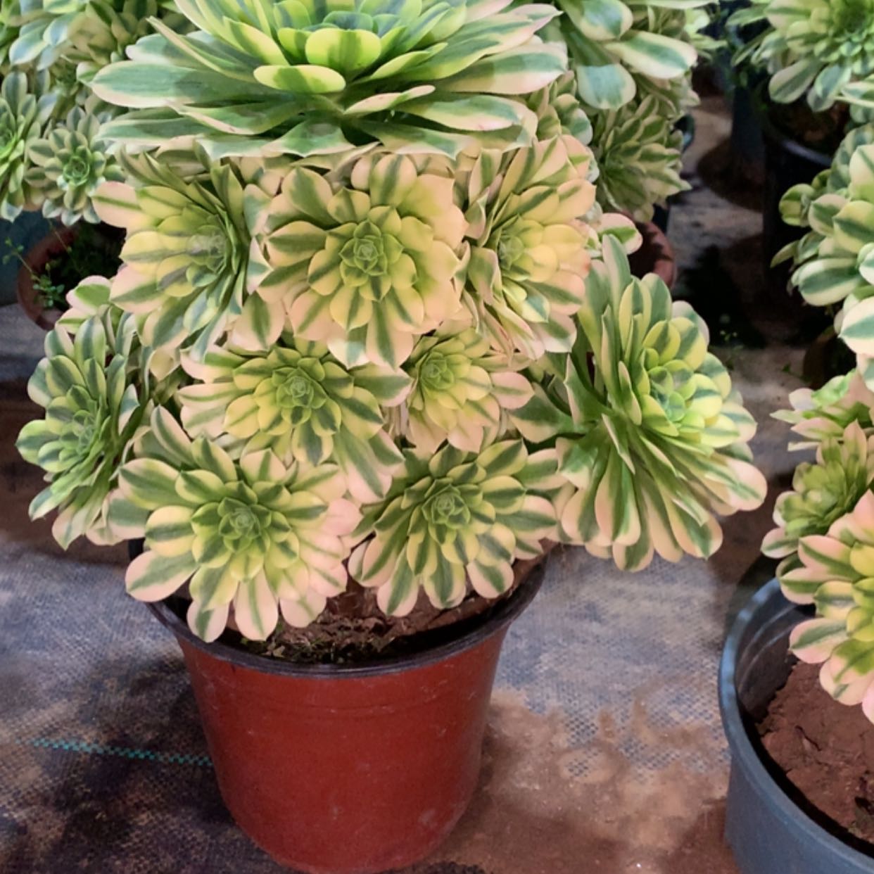 【闪购商品】053金丝