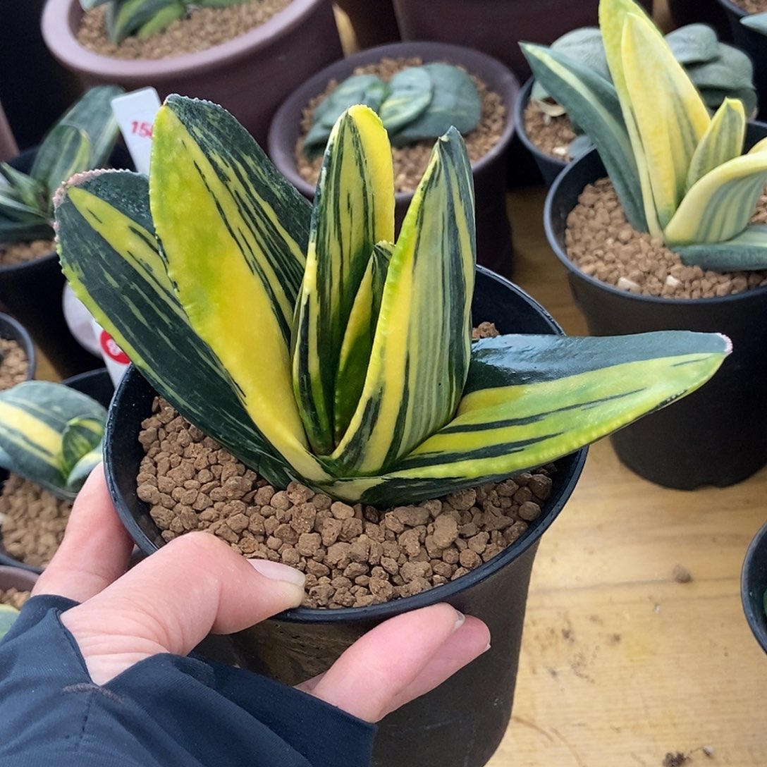 636卧牛锦实生选拔目前宽5.6带盆发货