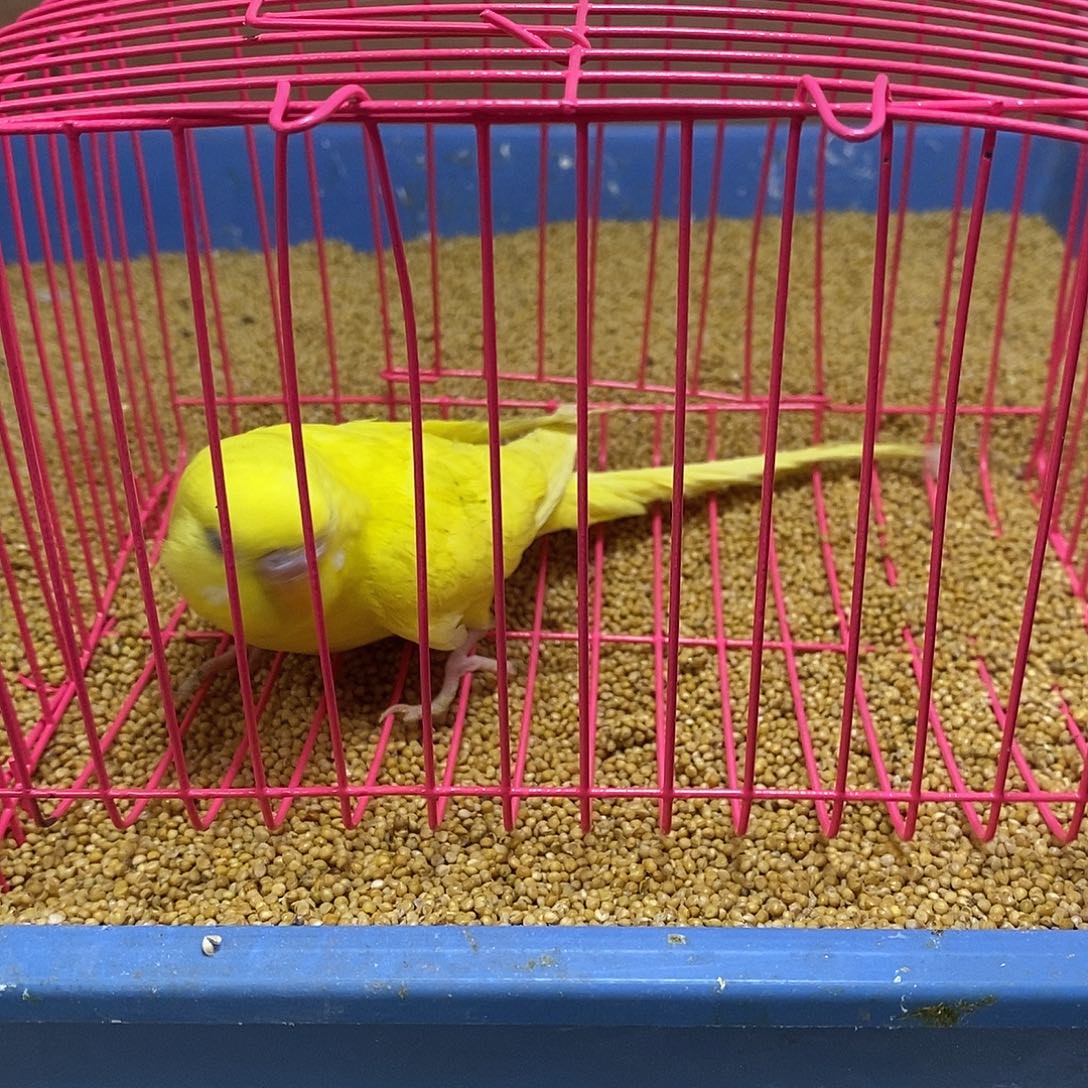 虎皮鹦鹉大头虎皮