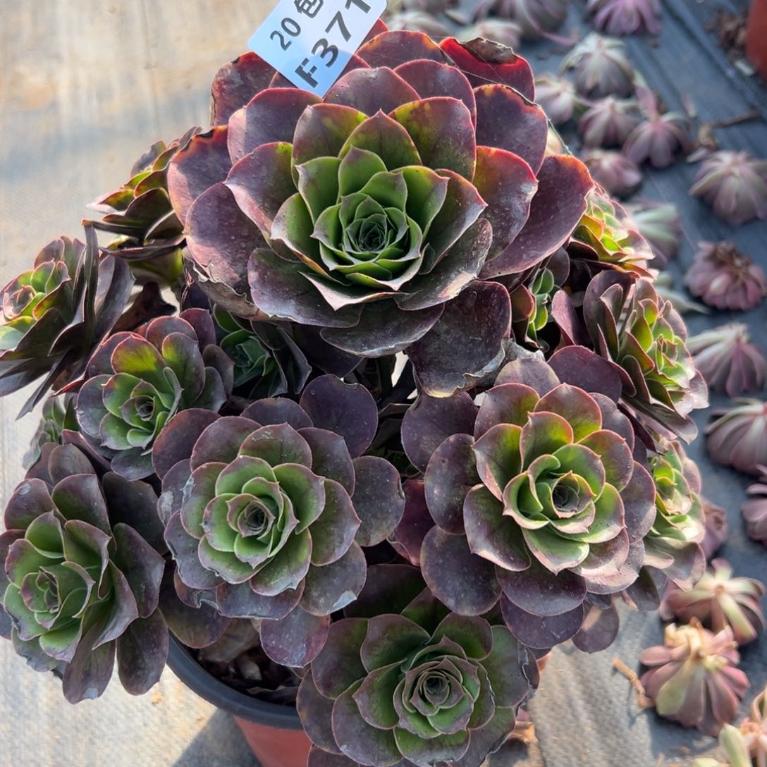 371魅金，多肉法师