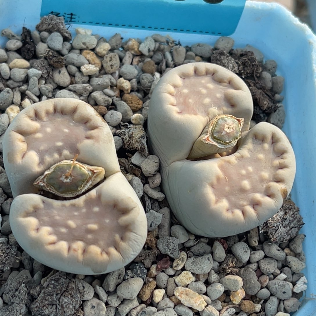 9758双头粉饼干母本一颗