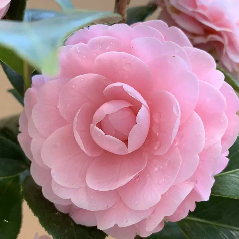 宫粉茶花盆栽 带花苞华东老品种庭院花卉大型山茶花树苗室内绿植