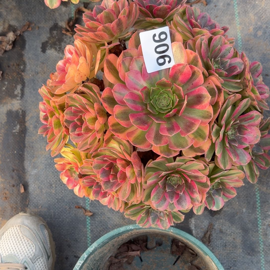 906雨河多肉植物福利