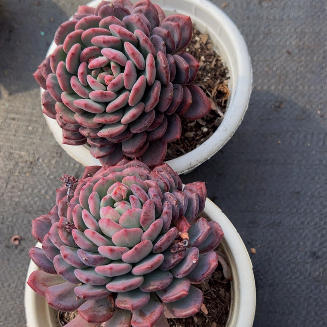 玛瑙单头两盆多肉