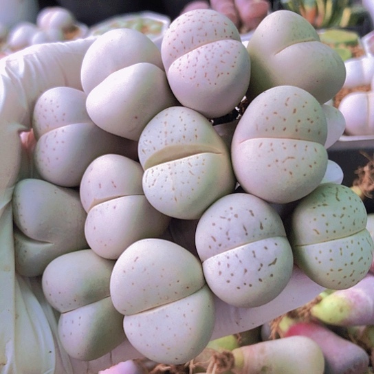 无花朵0724，12颗2.4-2.7厘米