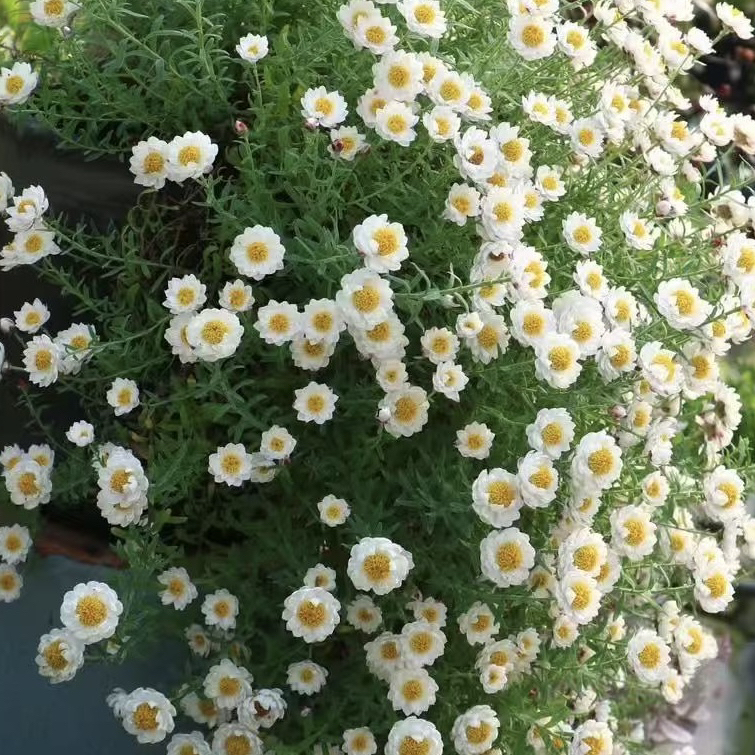 纸鳞托菊 网红灵动可爱小花好养易爆花干花耐寒阳台花园植物推荐