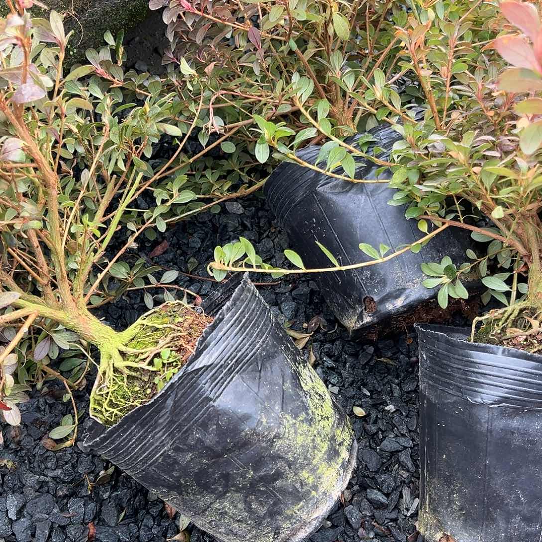 无花朵盆景皋月杜鹃绢之舞