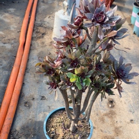 灰法砍头11多肉植物法师