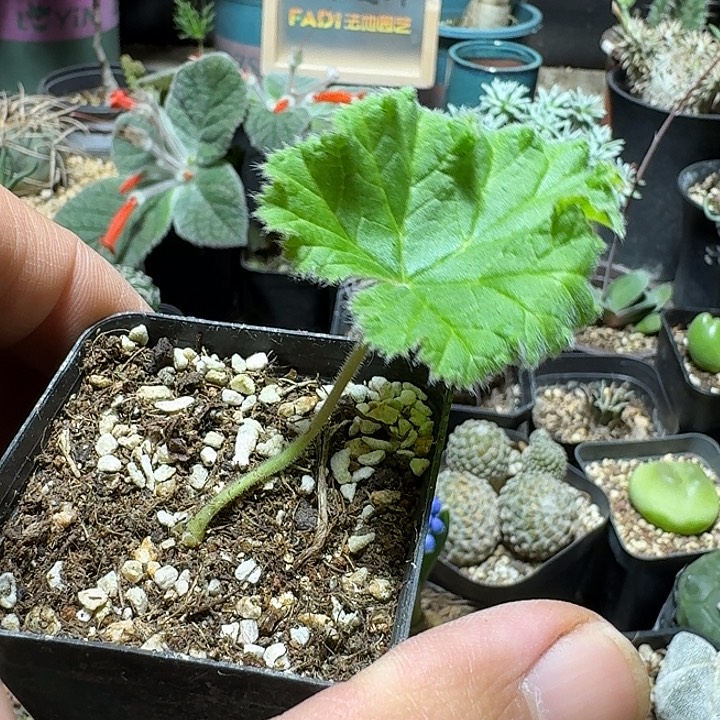 416罗伯塔洋葵带盆发货