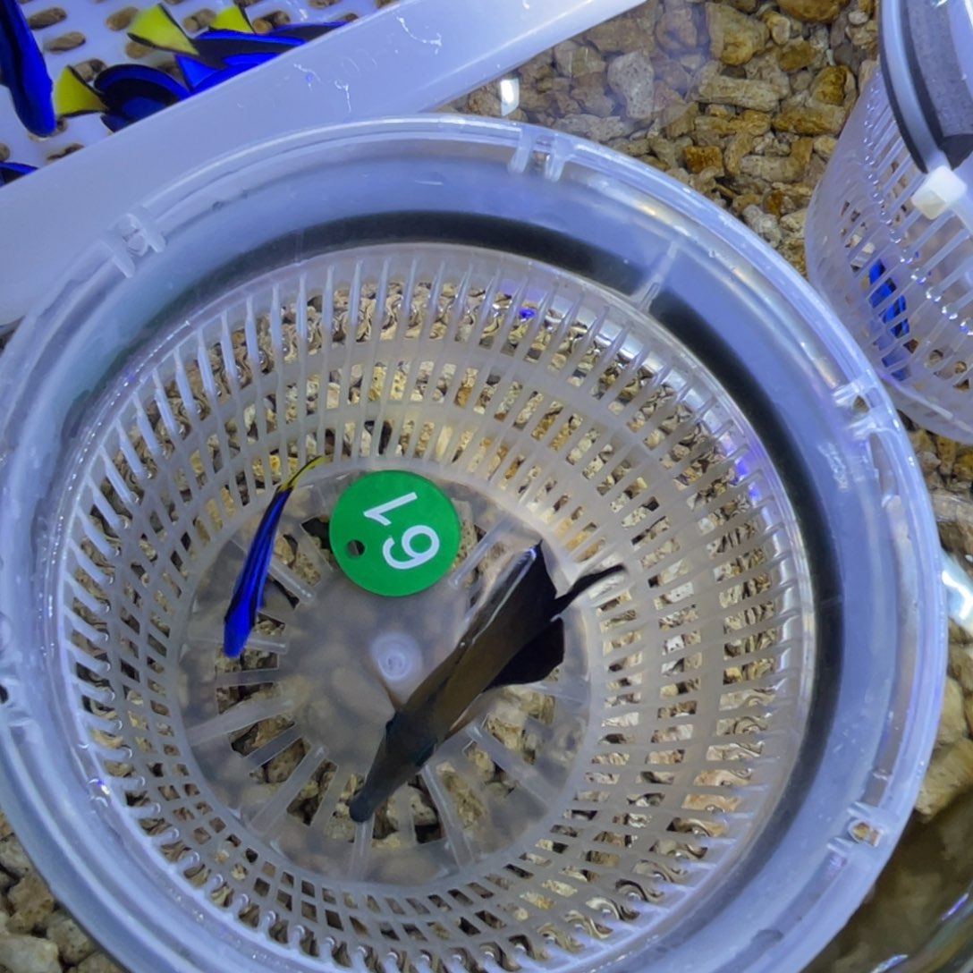 海水鱼三角一条顺丰包邮