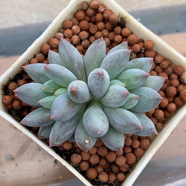 所罗门锦基因多肉植物
