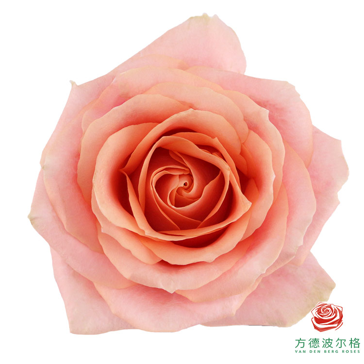 套餐37  方德胭脂玫瑰10支+绿色康乃馨10支+洋甘菊一小把