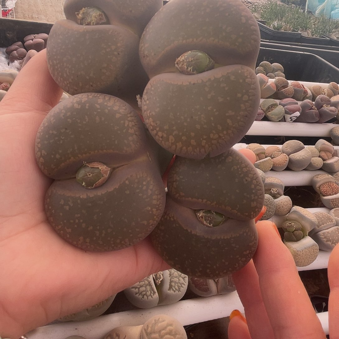 生石花一颗508000