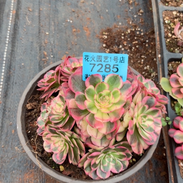 海神7285多肉植物