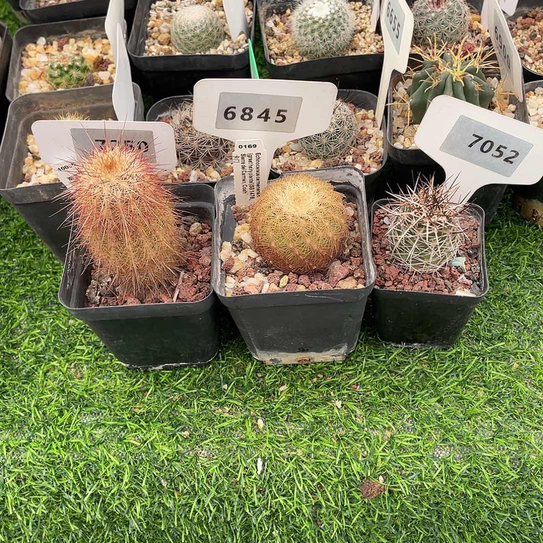 佛***得7250 和 6845 和 7052 一起实生裸根发货