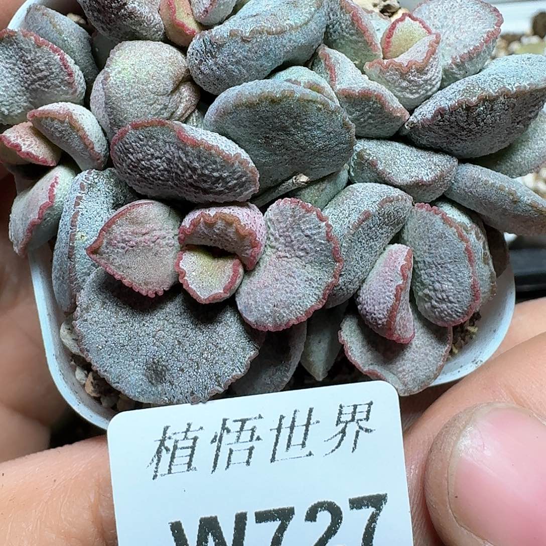 727盒多肉植物哇f g