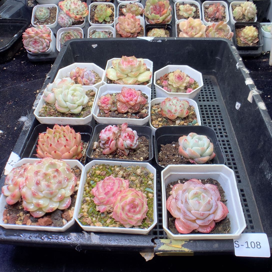 无花朵S108英语英语