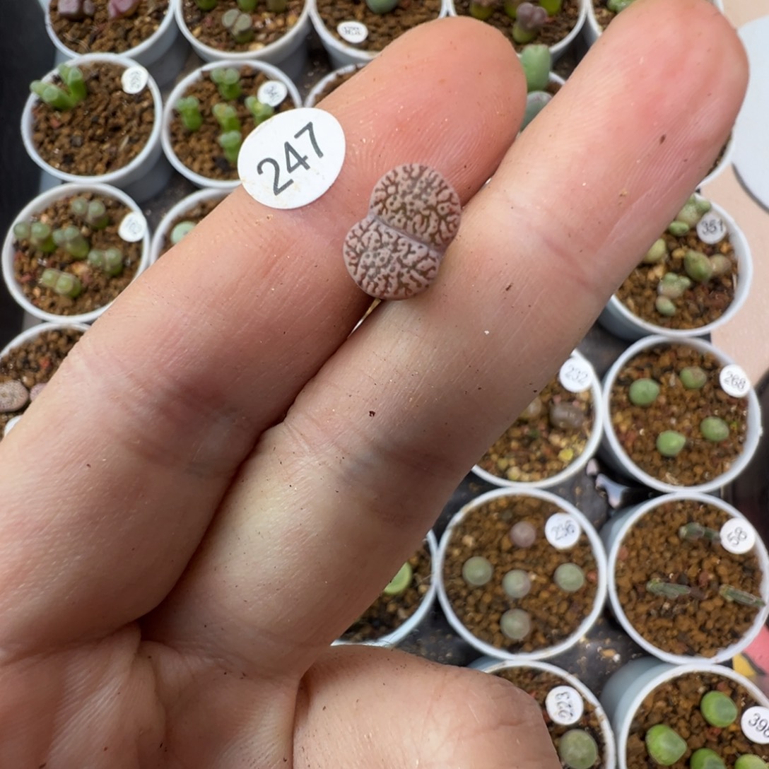 呜****紫鸟一颗脱土送盆2470000