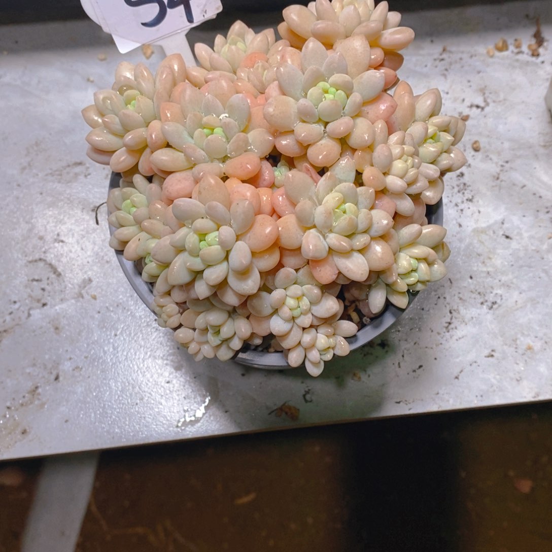 静**以洛可可群多肉植物