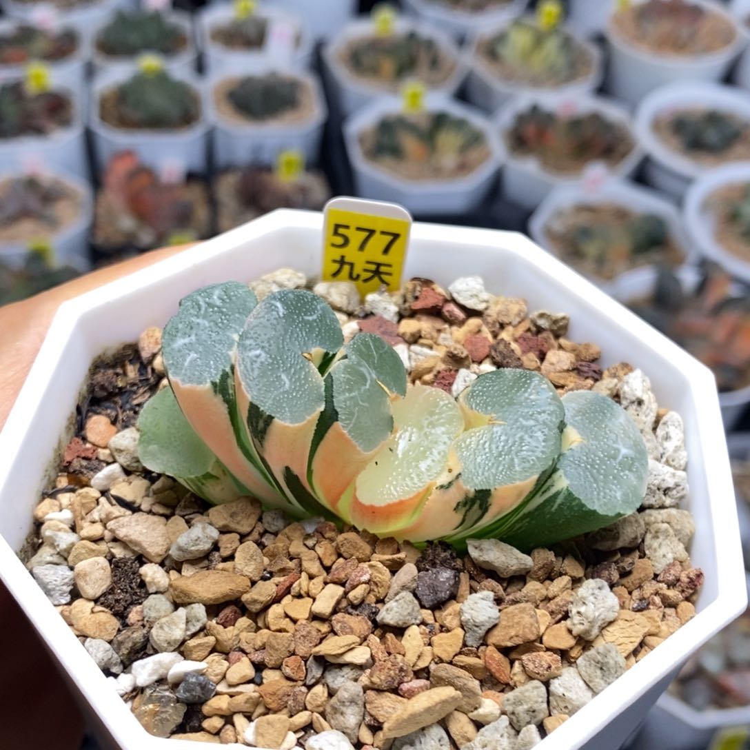 577大绳玉扇锦多肉植物