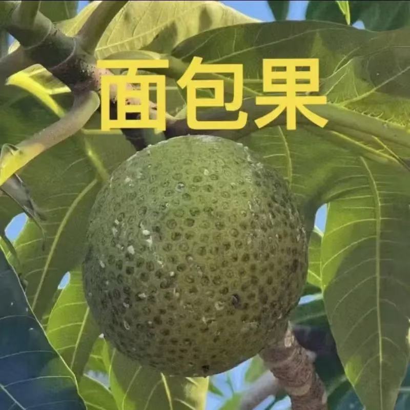 【空运包邮】新鲜现摘现发面包果网红热带稀有当季水果七分熟煎炸烤