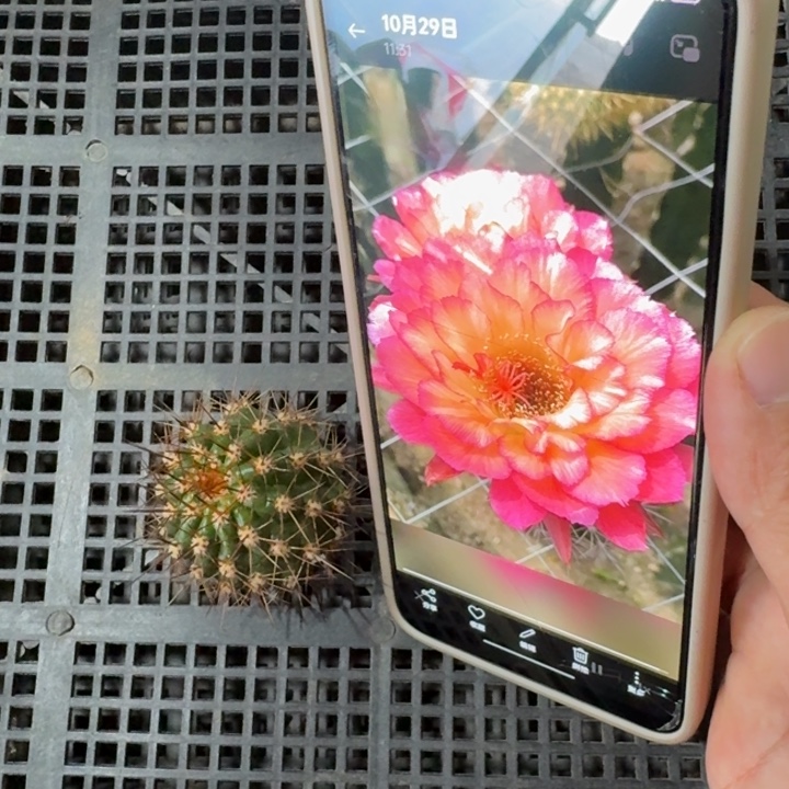 216毛苏乞儿歪4公分左右无根侧牙，20包邮